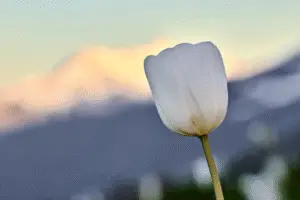 White Tulip