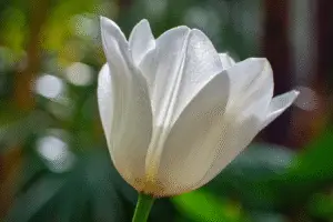 White Tulip