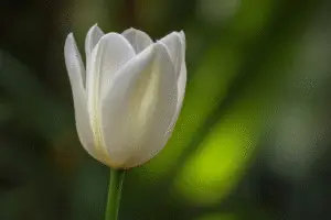 White Tulip