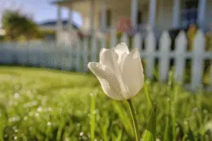 White Tulip