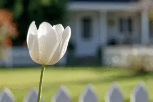 White Tulip