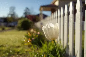 White Tulip