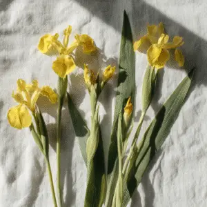 Yellow iris 2