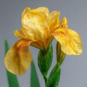 Yellow iris