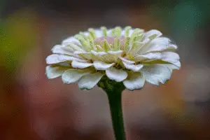 Zinnia