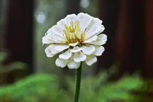 Zinnia white flowers