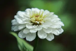 Zinnia white flowers