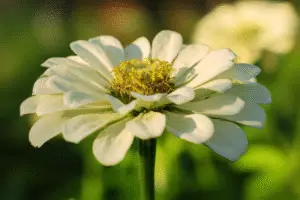 Zinnia white flowers