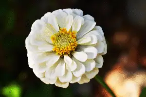 Zinnia white flowers