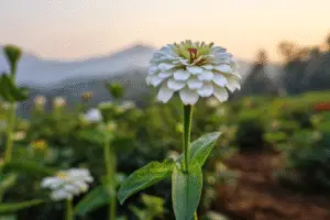 Zinnia white flowers