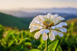 Zinnia white flowers