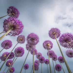 allium 2