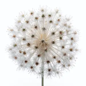 allium Flower