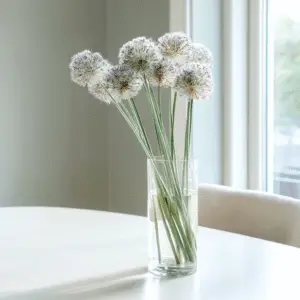 allium 6