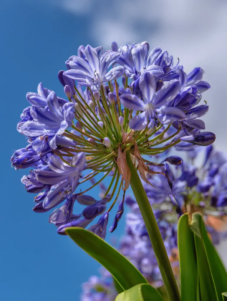Agapanthus bloom, violet umbel against blue sky, low angle.