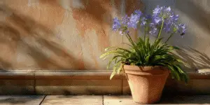 Agapanthus Flower