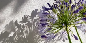 Agapanthus Flower