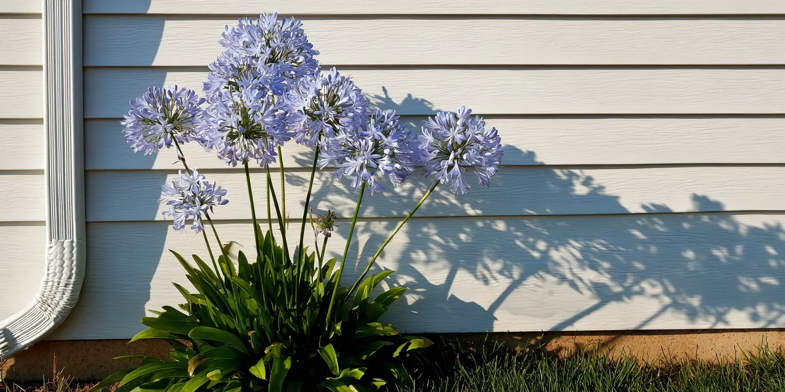 Agapanthus by house siding, tall stems casting shadows.
