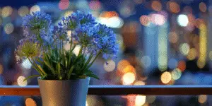 Agapanthus (21)