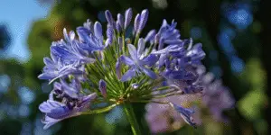 Agapanthus Flower