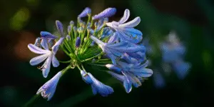Agapanthus (5)