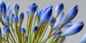 Agapanthus Flower