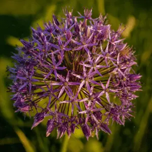 Allium (Allium aflatunense, A. giganteum) Flower