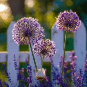 Allium