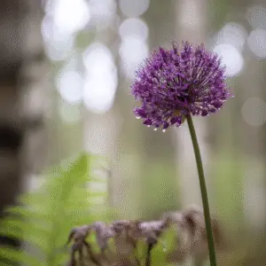 Allium