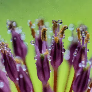 Allium