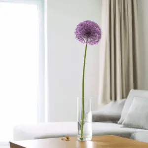 Allium