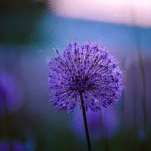 Allium (Allium aflatunense, A. giganteum) Flower