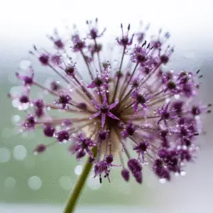 Allium (Allium aflatunense, A. giganteum) Flower