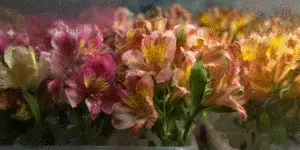 Alstroemeria (16)