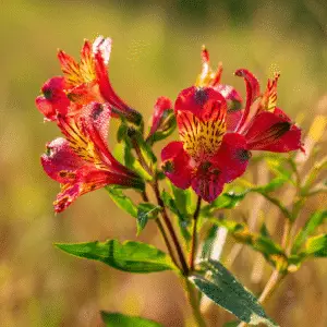 Vibrant red Alstroemeria flowers blooming
