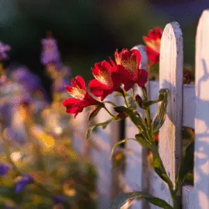 Red flowers beside a white fence
