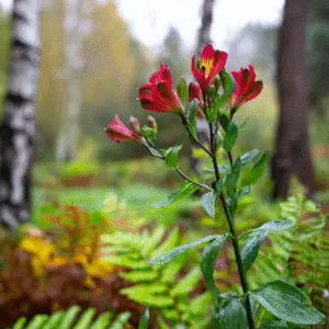 Red flowers amidst lush green foliage