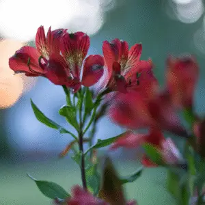 Alstroemeria