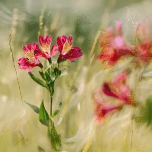 Vibrant pink flowers in soft focus