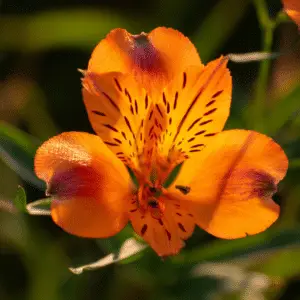 Vibrant orange Peruvian lily flower