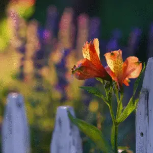 Vibrant flowers beside a white fence