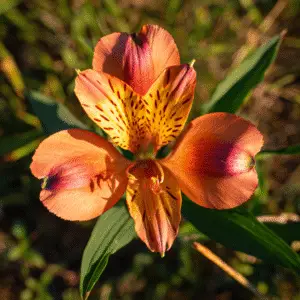 Orange Peruvian lily with speckled petals