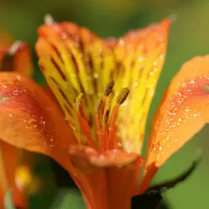 Vibrant orange Peruvian lily blossom