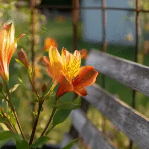 Vibrant orange Peruvian lilies in sunlight