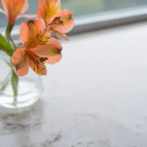 Peach flowers in glass vase.