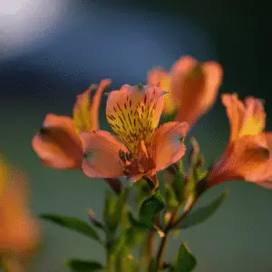 Orange Peruvian lilies in soft sunlight.