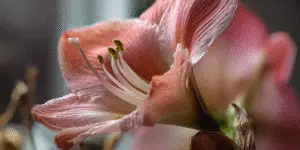 Soft pink amaryllis petal texture, macro, curling stamens.