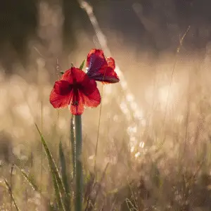 Red flowers in soft golden light