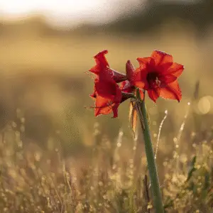 Vibrant red flowers glistening at sunrise.