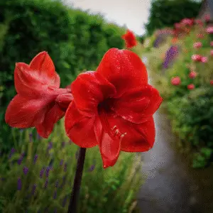 Vibrant red amaryllis flowers in garden